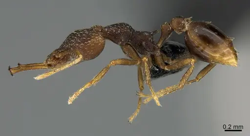 Strumigenys opaca specimen CASENT0189670 image casent0189670_1