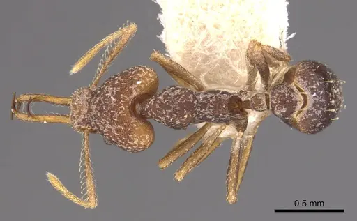 Strumigenys opaca specimen CASENT0900920 image casent0900920_1