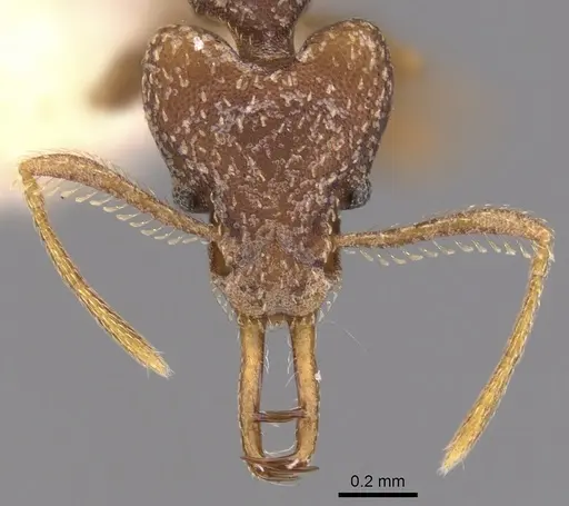 Strumigenys opaca specimen CASENT0900920 image casent0900920_2