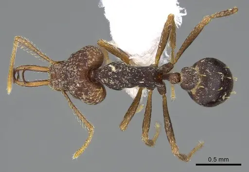 Strumigenys opaca specimen CASENT0914853 image casent0914853_1