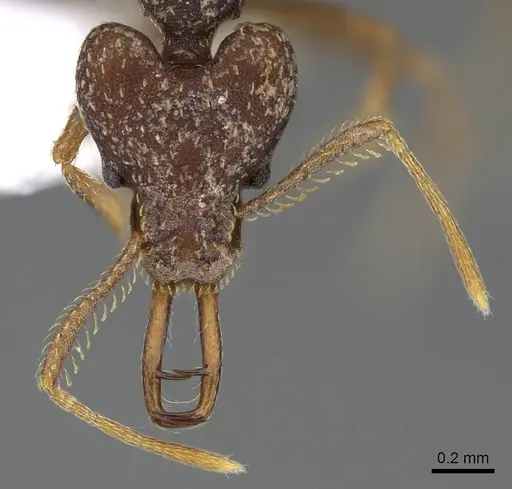 Strumigenys opaca specimen CASENT0914853 image casent0914853_2