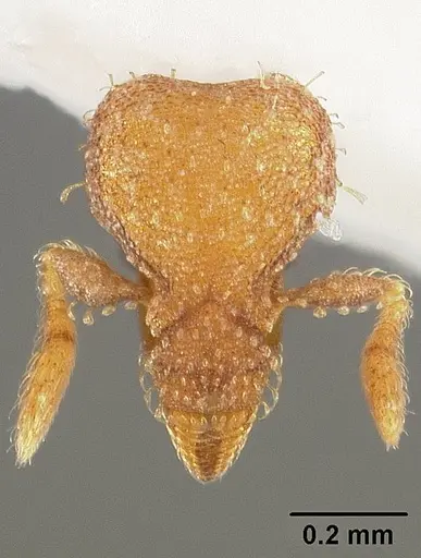 Strumigenys orchibia specimen USNMENT00413889 image usnment00413889_2