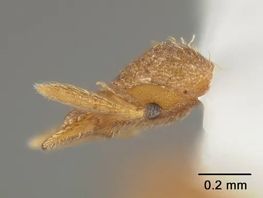 Strumigenys orchibia specimen USNMENT00413889 image usnment00413889_3