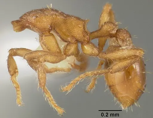Strumigenys orchibia specimen USNMENT00413889 image usnment00413889_4