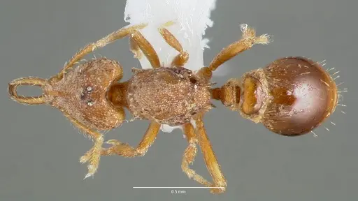 Strumigenys origo specimen CASENT0005621 image casent0005621_1