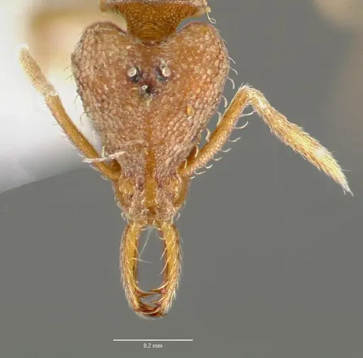 Strumigenys origo specimen CASENT0005621 image casent0005621_2