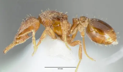 Strumigenys origo specimen CASENT0005621 image casent0005621_3