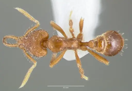 Strumigenys origo specimen CASENT0005622 image casent0005622_1