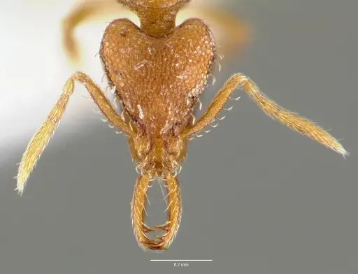 Strumigenys origo specimen CASENT0005622 image casent0005622_2