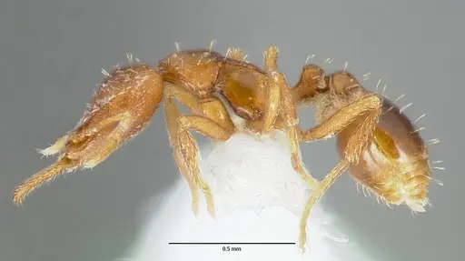 Strumigenys origo specimen CASENT0005622 image casent0005622_3