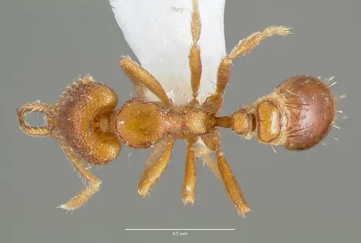 Strumigenys origo specimen CASENT0005623 image casent0005623_1