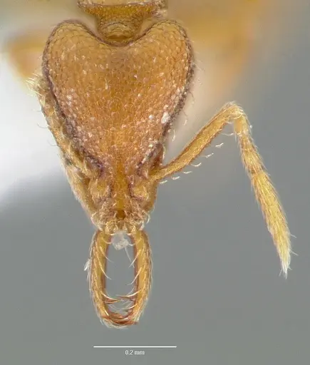 Strumigenys origo specimen CASENT0005623 image casent0005623_2