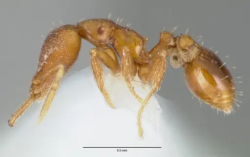 Strumigenys origo specimen CASENT0005623 image casent0005623_3