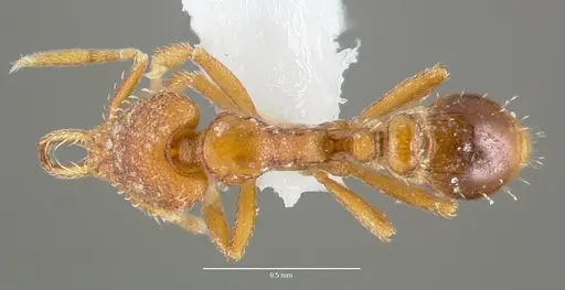 Strumigenys origo specimen CASENT0005624 image casent0005624_1