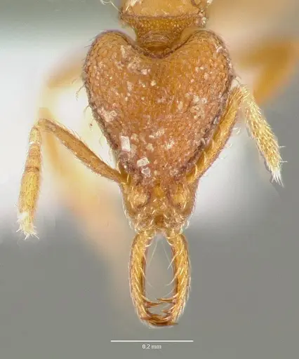 Strumigenys origo specimen CASENT0005624 image casent0005624_2