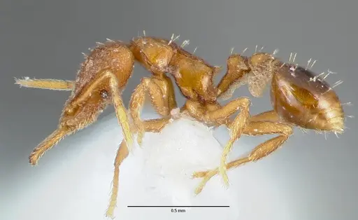 Strumigenys origo specimen CASENT0005624 image casent0005624_3