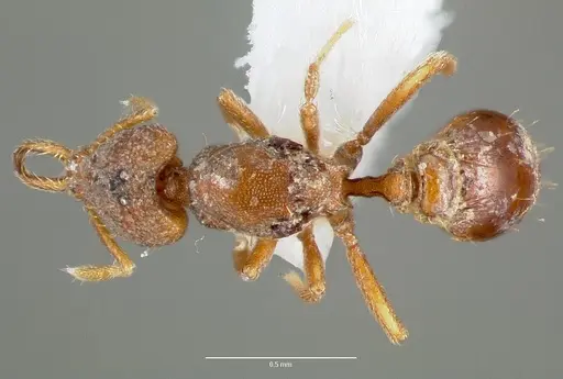 Strumigenys origo specimen CASENT0006061 image casent0006061_1
