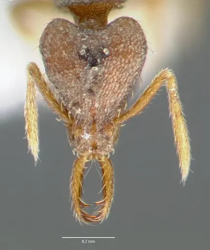 Strumigenys origo specimen CASENT0006061 image casent0006061_2