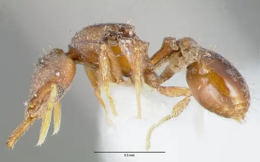 Strumigenys origo specimen CASENT0006061 image casent0006061_3