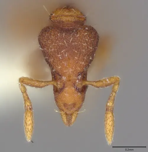 Strumigenys origo specimen CASENT0840726 image casent0840726_1