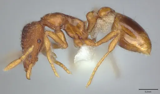Strumigenys origo specimen CASENT0840726 image casent0840726_2