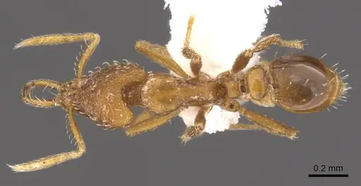 Strumigenys origo specimen CASENT0900731 image casent0900731_1