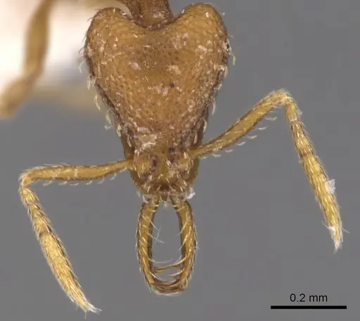 Strumigenys origo specimen CASENT0900731 image casent0900731_2