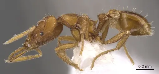 Strumigenys origo specimen CASENT0900731 image casent0900731_3