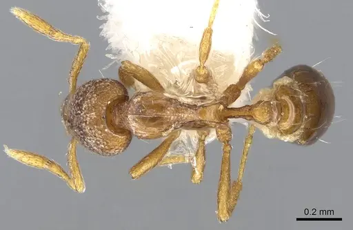 Strumigenys origo specimen CASENT0914710 image casent0914710_1