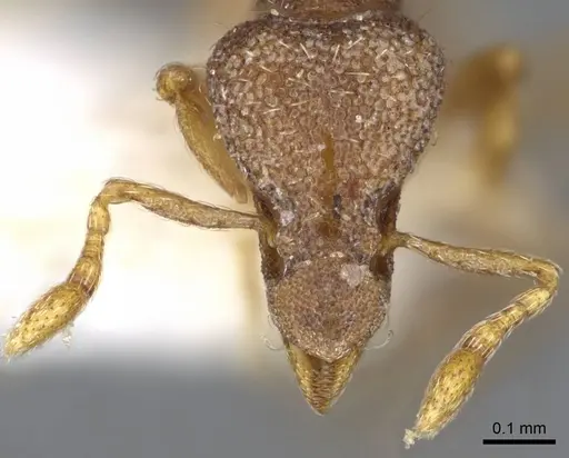 Strumigenys origo specimen CASENT0914710 image casent0914710_2