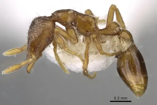 Strumigenys origo specimen CASENT0914710 image casent0914710_3
