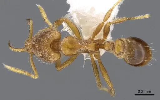 Strumigenys origo specimen CASENT0914772 image casent0914772_1