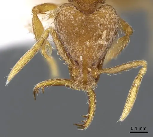 Strumigenys origo specimen CASENT0914772 image casent0914772_2