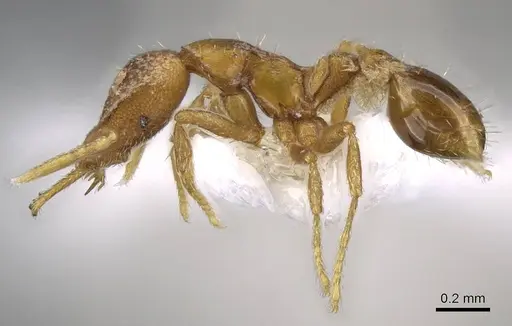 Strumigenys origo specimen CASENT0914772 image casent0914772_3