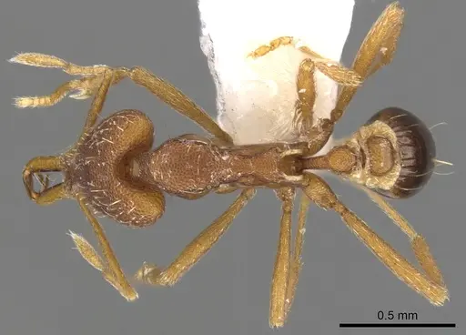 Strumigenys orthanetes specimen CASENT0900913 image casent0900913_1