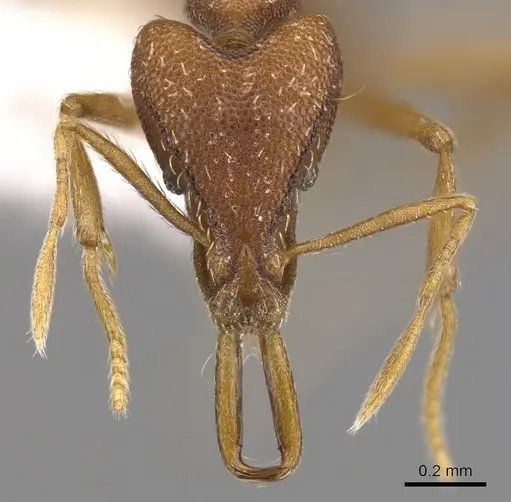 Strumigenys orthanetes specimen CASENT0900913 image casent0900913_2