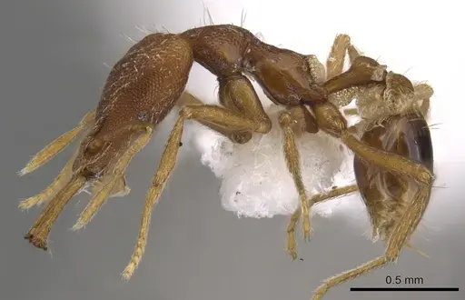 Strumigenys orthanetes specimen CASENT0900913 image casent0900913_3