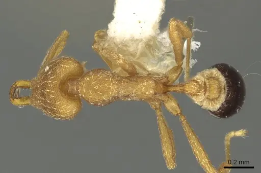 Strumigenys ortholex specimen CASENT0900836 image casent0900836_1