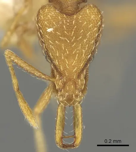 Strumigenys ortholex specimen CASENT0900836 image casent0900836_2