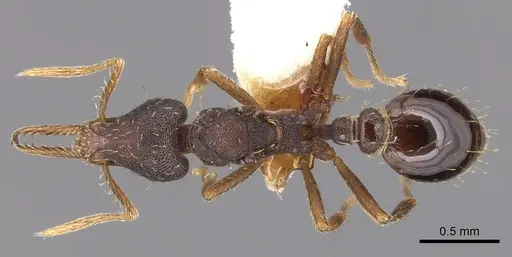 Strumigenys osellai specimen CASENT0904564 image casent0904564_1