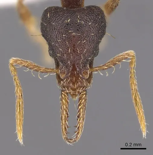 Strumigenys osellai specimen CASENT0904564 image casent0904564_2