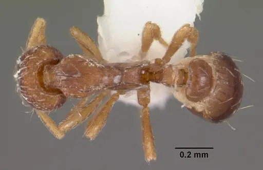 Strumigenys oxysma specimen CASENT0102552 image casent0102552_1