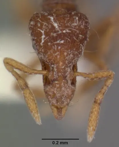 Strumigenys oxysma specimen CASENT0102552 image casent0102552_2