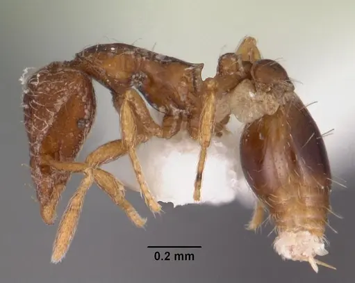 Strumigenys oxysma specimen CASENT0102552 image casent0102552_3