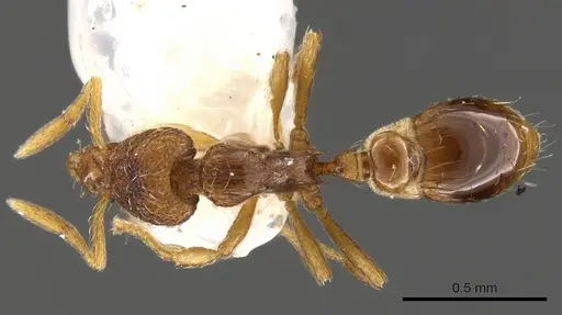 Strumigenys oxysma specimen CASENT0900100 image casent0900100_1