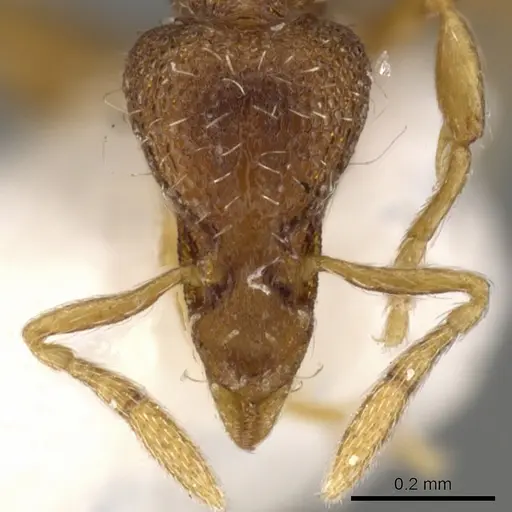 Strumigenys oxysma specimen CASENT0900100 image casent0900100_2