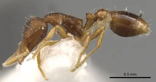Strumigenys oxysma specimen CASENT0900100 image casent0900100_3