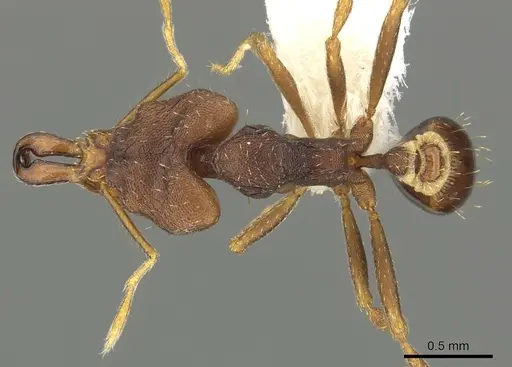 Strumigenys pachycephala specimen CASENT0900865 image casent0900865_1