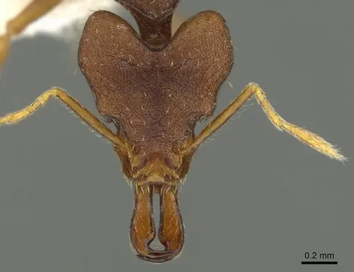 Strumigenys pachycephala specimen CASENT0900865 image casent0900865_2
