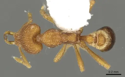 Strumigenys paimon specimen CASENT0900850 image casent0900850_1